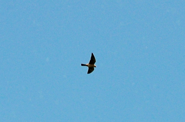 26 05 15_4504_edited-1.jpg - RECORD SHOT ONLY - THE RED-FOOTED FALCON - WAREHAM, DORSET - 26.5.15